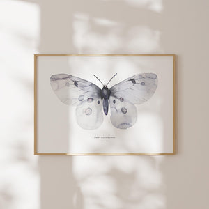 Art Print - Apollo Fig 1