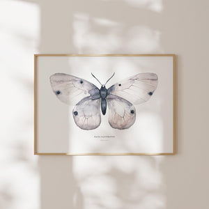 Art Print - Apollo Fig 2