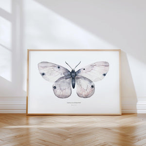 Art Print - Apollo Fig 2