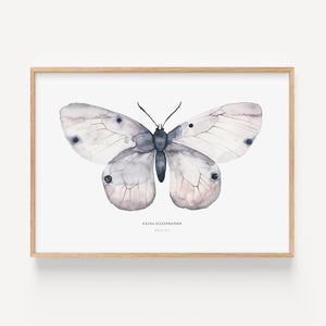 Art Print - Apollo Fig 2