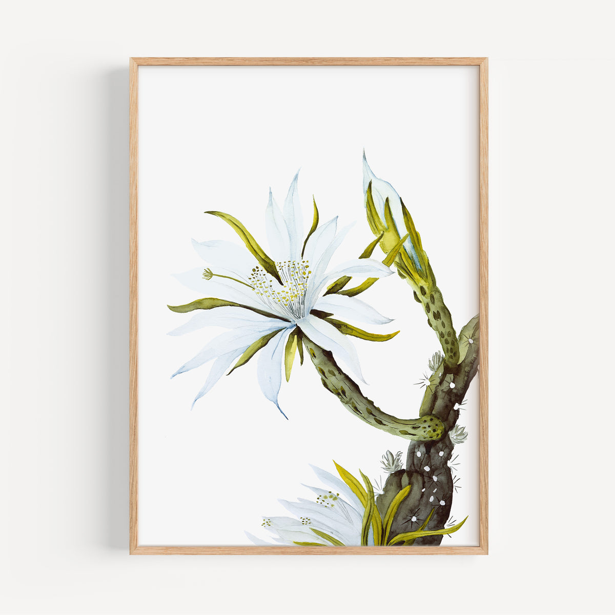 Kunstdruck - White Cactus Flower