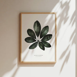 Art Print - Schefflera Arboricola