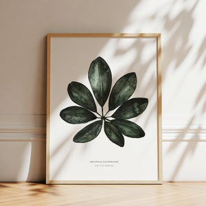 Art Print - Schefflera Arboricola