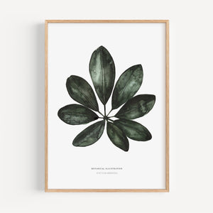 Art Print - Schefflera Arboricola