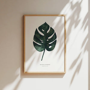 Art Print - Monstera Deliciosa