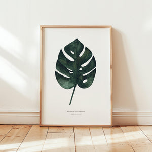 Art Print - Monstera Deliciosa