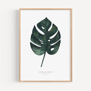 Art Print - Monstera Deliciosa