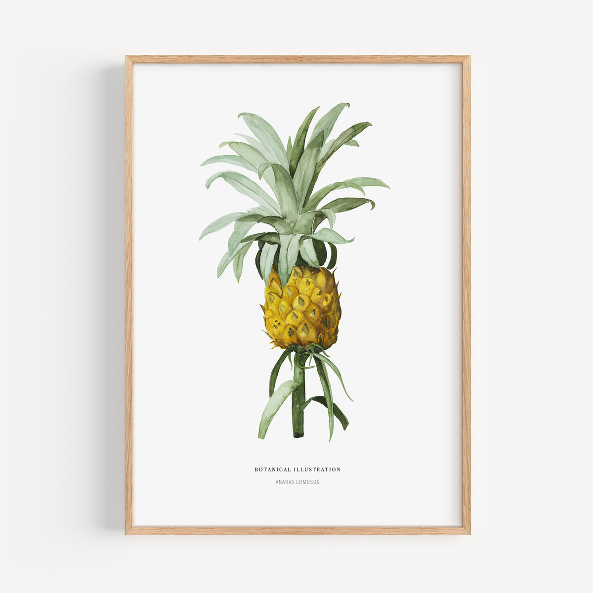 Kunstdruck - Ananas Comosus