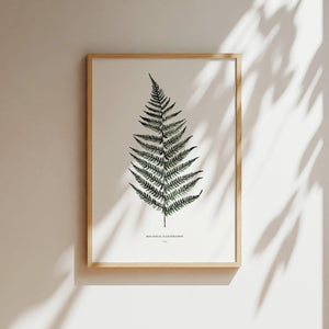 Art Print - Fern