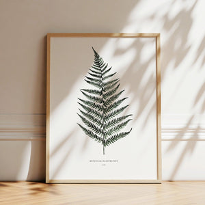 Art Print - Fern