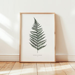 Art Print - Fern