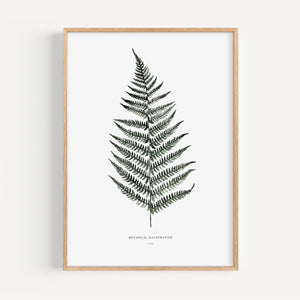 Art Print - Fern