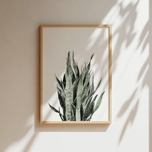 Art Print - Sansevieria