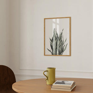Art Print - Sansevieria