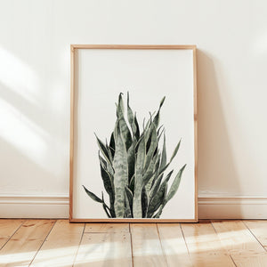 Art Print - Sansevieria