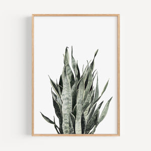 Art Print - Sansevieria