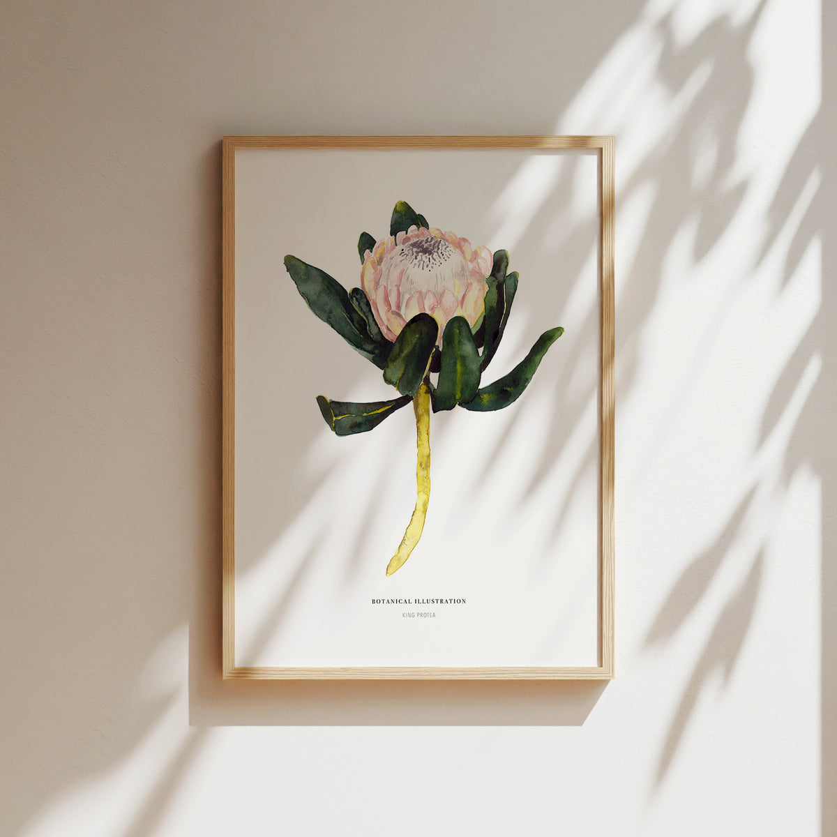 Art Print - King Protea