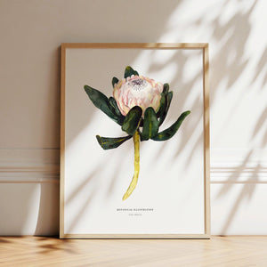 Art Print - King Protea