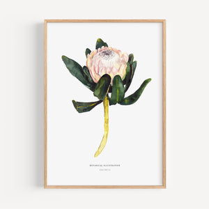 Art Print - King Protea
