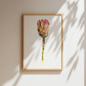 Art Print - Red King Protea