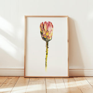 Art Print - Red King Protea