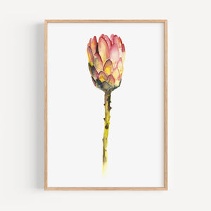 Art Print - Red King Protea