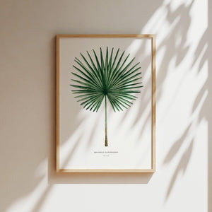 Art Print - Fan Palm