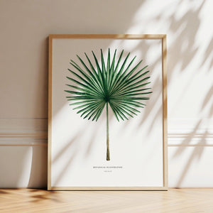 Art Print - Fan Palm