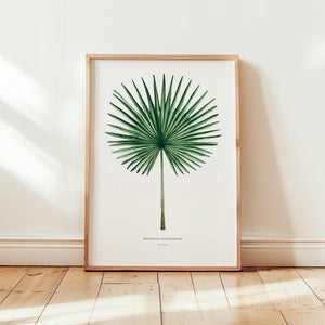Art Print - Fan Palm