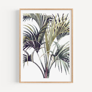 Art Print - Wild Palm