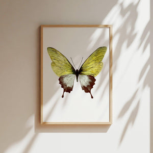 Art Print - Green Butterfly