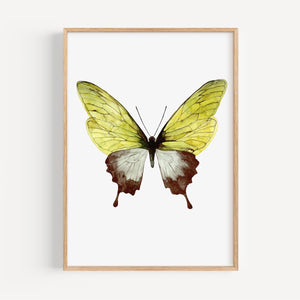 Art Print - Green Butterfly