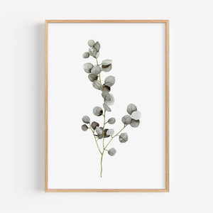 Art Print - Eucalyptus