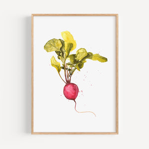 Art Print - Radish
