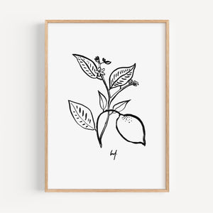 Kunstdruck - Art Line |  B/W Citrus Flower
