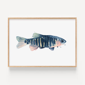 Art Print - Blue Fish