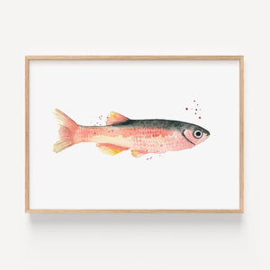 Art Print - Rose Fish