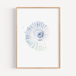 Art Print - Shell No 2