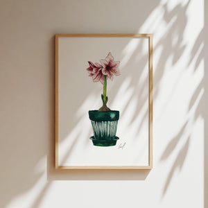 Art Print - Amaryllis