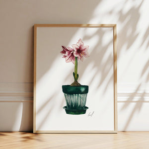 Art Print - Amaryllis