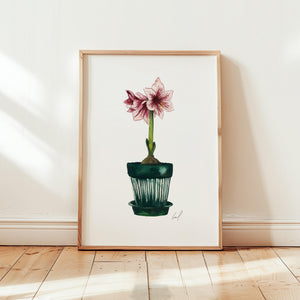 Art Print - Amaryllis