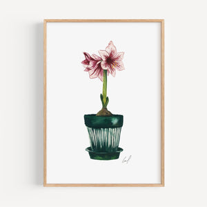 Art Print - Amaryllis