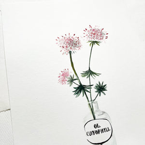 Original-Illustration | Monarda didyma