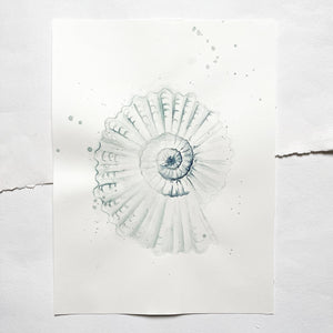 Original-Illustration | Shell No2