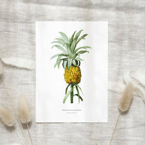 Postkarte - Ananas Comosus