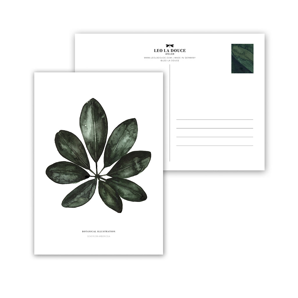 Postkarte - Schefflera Arboricola