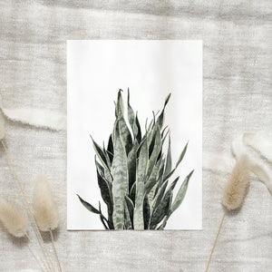 Postkarte - Sansevieria
