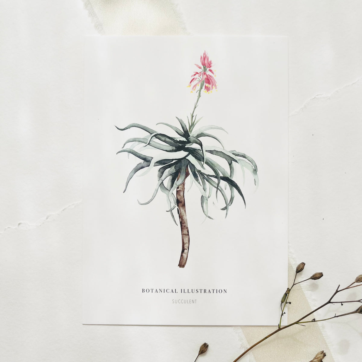 Postcard - Succulent