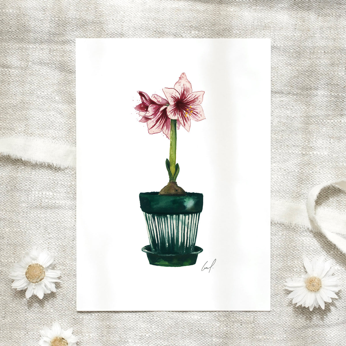 Postcard - Amaryllis