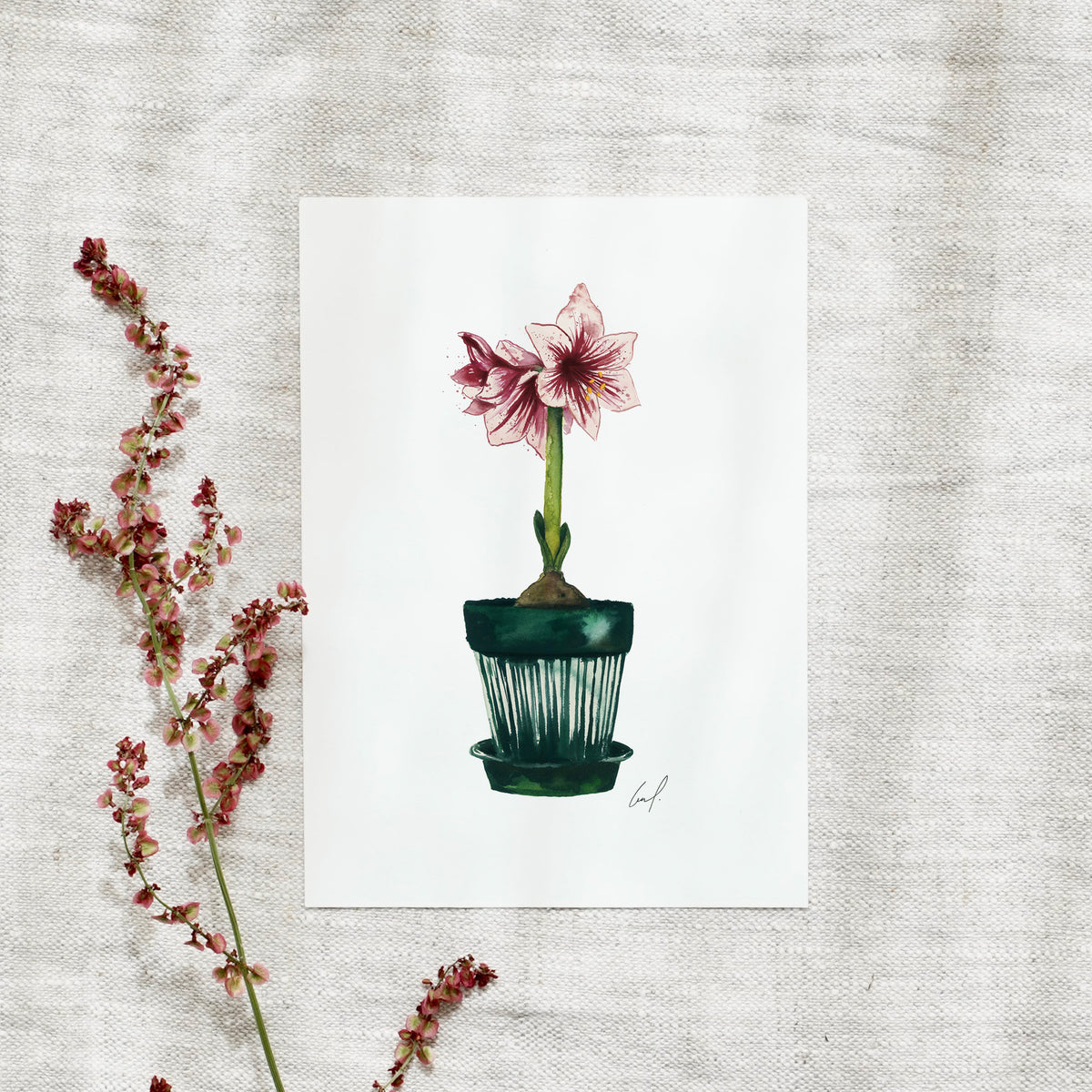 Postcard - Amaryllis